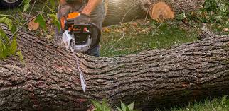 How Our Tree Care Process Works  in  Circle Pines, MN